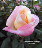 Anne Morrow Lindbergh rose photo