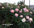 Anne Morrow Lindbergh rose photo
