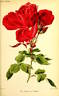 Gloire de Margottin rose photo