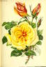 Constance rose photo