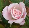 Smooth Little Treasure rose photo