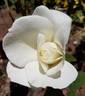 Cosmos rose photo