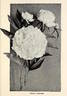 Baroness Schroeder peony photo