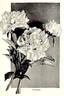 Livingstone peony photo