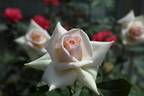 Haruka rose photo