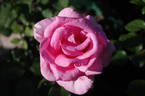 Percy Thrower rose photo