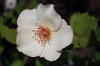 Ellen Willmott rose photo