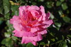 Lady Trent rose photo