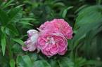 Lovely Pink rose photo