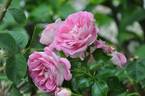 Lovely Pink rose photo
