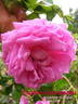 Eugénie Guinoisseau rose photo