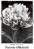 Officinalis Rosea Plena peony photo