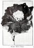 Monsieur Martin Cahuzac peony photo