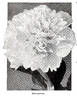 Livingstone peony photo