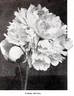 Claire Dubois peony photo