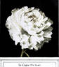 Le Cygne peony photo