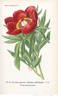 Officinalis peony photo