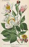 <i>Paeonia albiflora</i> Pallas, syn. peony photo