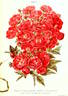 Madame Norbert Levavasseur rose photo