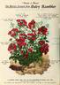 Baby Rambler rose photo