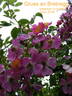 Gruss an Breinegg rose photo