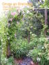 Gruss an Breinegg rose photo