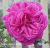 Hommage à Soupert et Notting rose photo