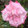 Annie Davidson rose photo