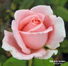 Belle de la Carnière rose photo