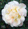 Bushveld rose photo