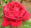 Henry Nevard rose photo