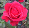 Mr Caleb rose photo