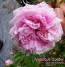Angelique Quetier rose photo