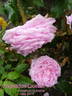 Angelique Quetier rose photo