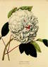 Victoria peony photo