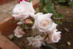 Innocence rose photo