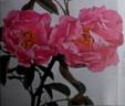 Federation rose photo