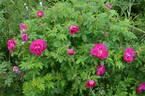 Basye's Purple OP #1 rose photo