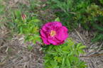 Basye's Purple OP #1 rose photo