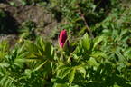 Basye's Purple OP #1 rose photo