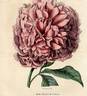 Comtesse de Chambord peony photo