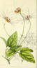 <i>C. indivisa</i> var. <i>lobata</i> Willd. synonym clematis photo