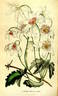 <i>C. indivisa</i> var. <i>lobata</i> Willd. synonym clematis photo
