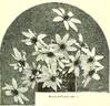 <i>C. indivisa</i> Willd. clematis photo