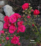 Verdun rose photo