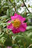 <i>Rosa</i> X <i>coryana</i> Hurst rose photo