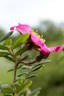 <i>Rosa</i> X <i>coryana</i> Hurst rose photo