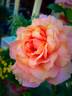 Halloween rose photo