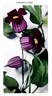 Crispa clematis photo