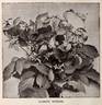 Davidiana clematis photo